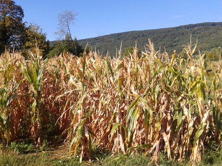 vzorčna fotografija koruze