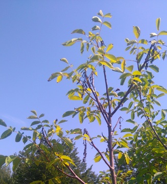 vzorčna fotografija oreha