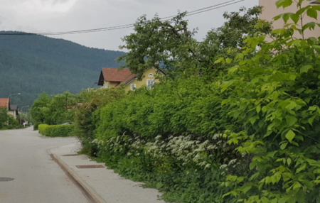 Preglednost ob občinskih cestah