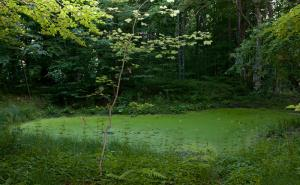 Planinska Luža, foto: Zvone Butala